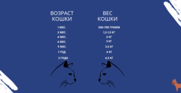 Как определить возраст котенка в домашних условиях. Как определить возраст котёнка: Полезные советы для хозяев. Определяем возраст по весу