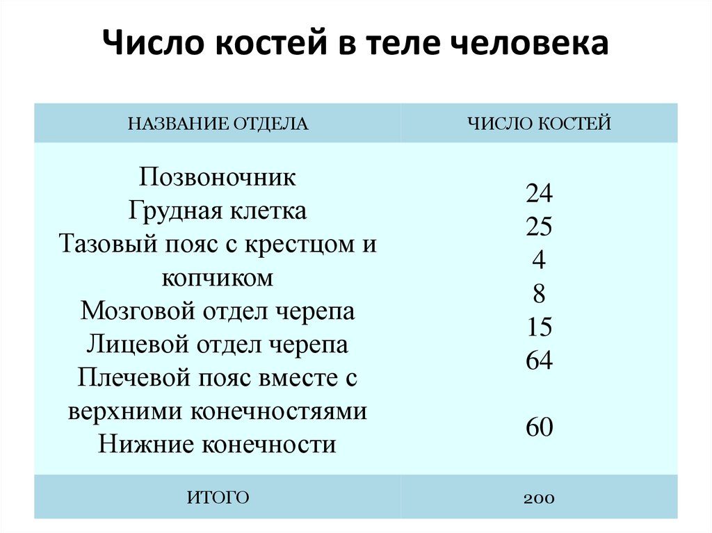 Где больше всего костей в теле человека. Чему равно общее количество костей у человека