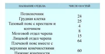 Где больше всего костей в теле человека. Чему равно общее количество костей у человека