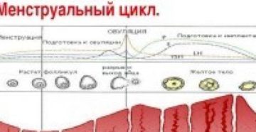 Способы как восстановить менструационный цикл, нормализуем месячные народными средствами. Восстановление месячных после похудения