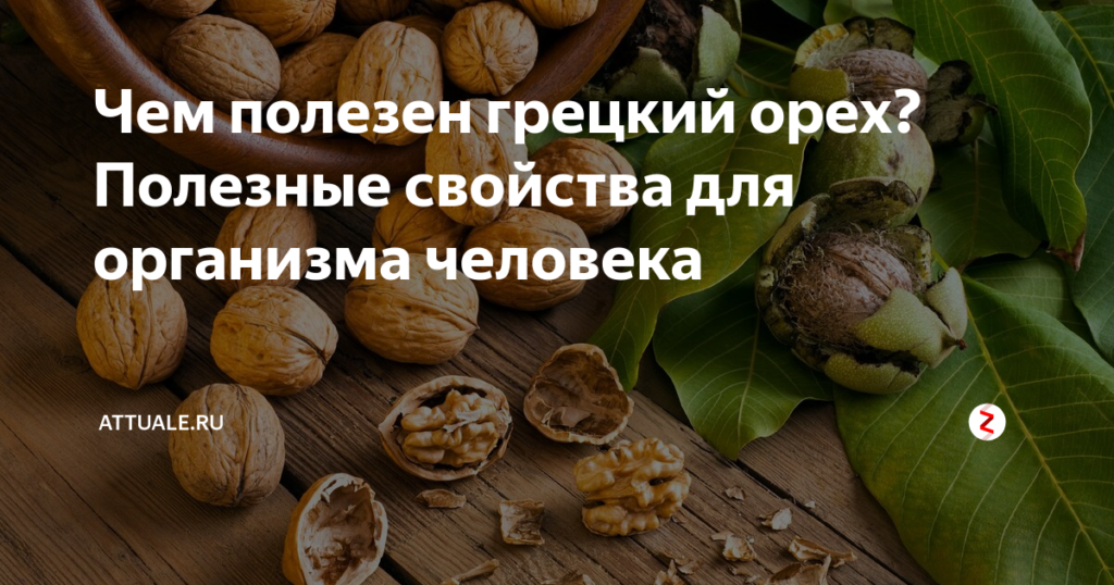 Грецкий орех – полезные свойства и вред. Применение в кулинарии. Грецкие орехи со сметаной: польза для мужчин