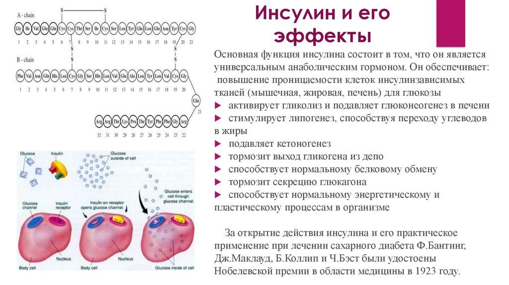 Инсулин после нагрузки. Характеристика гормона: какую роль он играет? Значение и основные функции инсулина