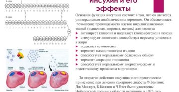 Инсулин после нагрузки. Характеристика гормона: какую роль он играет? Значение и основные функции инсулина