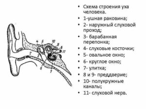 Строение человеческого уха. Строение и схема ушной раковины человека