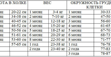 Вес и рост щенка немецкой овчарки по месяцам. Вес щенков немецкой овчарки по месяцам. Как выбрать и чем кормить щенка немецкой овчарки