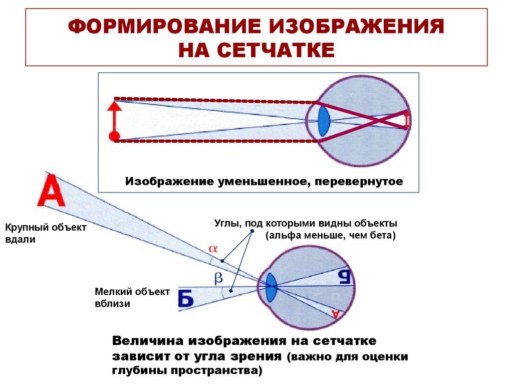 Построение изображения на сетчатке глаза. Глаз человека Какое изображение получается на сетчатке глаза