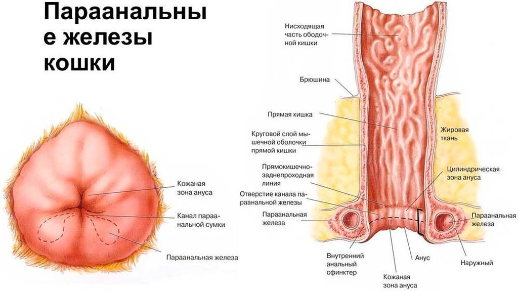 Рак параанальных желез у кошки. Параанальные железы у кошек: их функции, а также причины и лечение воспалительного процесса