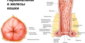 Рак параанальных желез у кошки. Параанальные железы у кошек: их функции, а также причины и лечение воспалительного процесса