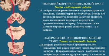 Пирамидальный путь неврология. Пирамидный путь. Центральный и периферический нейрон. Симптомы поражения пирамидного пути на уровне ствола мозга