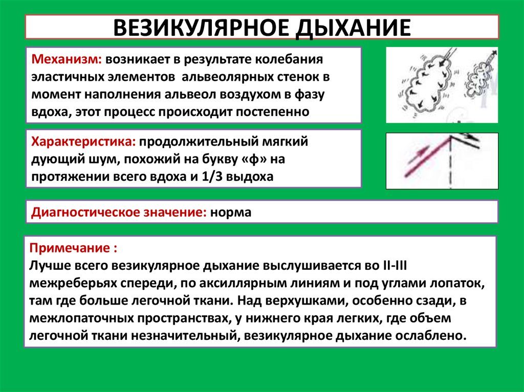 Везикулярное дыхание определение. Везикулярное дыхание - физиология и патология