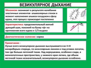 Везикулярное дыхание определение. Везикулярное дыхание - физиология и патология