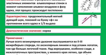 Везикулярное дыхание определение. Везикулярное дыхание - физиология и патология