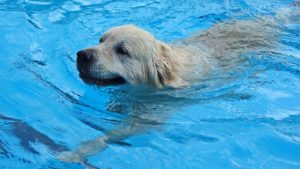Как сделать чтобы собака хотела плавать долго. Все ли собаки умеют плавать? Как научить пса плаванию
