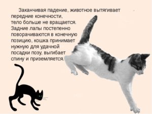 Почему коты приземляются на лапы. Почему кошки приземляются только на лапы. Умение помещаться в любой ёмкости