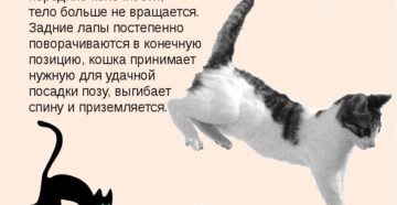 Почему коты приземляются на лапы. Почему кошки приземляются только на лапы. Умение помещаться в любой ёмкости