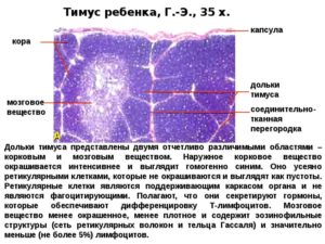 Тимус: гистология, строение, характеристика, функции. Тимус: развитие, строение, функции Какие клетки присутствуют в дольке тимуса