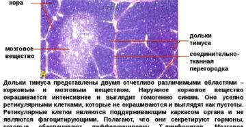 Тимус: гистология, строение, характеристика, функции. Тимус: развитие, строение, функции Какие клетки присутствуют в дольке тимуса