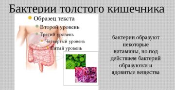 Бактерии в толстом кишечнике человека. Роль микрофлоры в толстом кишечнике