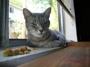 Кошка не переваривает пищу. Что делать, если котенка рвет после еды? Что делать, если кота рвет после еды