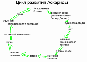 Стадия развития аскариды. Аскариды в лёгких. Цикл развития аскариды