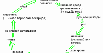 Стадия развития аскариды. Аскариды в лёгких. Цикл развития аскариды