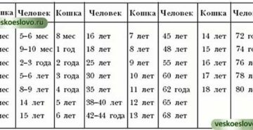 11 лет кошке сколько по кошачьи. Определяем возраст кошек по человеческим меркам. Способы соотношения возрастов человека и кошки