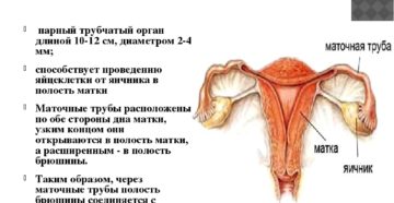 Маточная труба. Маточные трубы - строение и функции