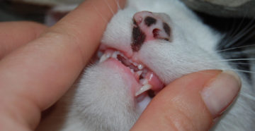 Что делать, если у кошки болят зубы? Что делать, если у кошки болят зубы Можно ли вылечить коту гнилые зубы