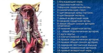 Воспаление блуждающего нерва в горле. Блуждающий нерв – симптомы и лечение. Причины воспаления нерва