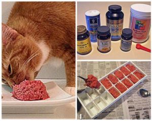 Рецепты для котов в домашних условиях. Как готовить еду для кота в домашних условиях. Натуральное питание: плюсы и минусы