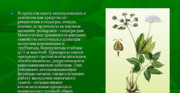 Сныть: польза и вред для здоровья. Сныть – не даст голодать и от болей ныть