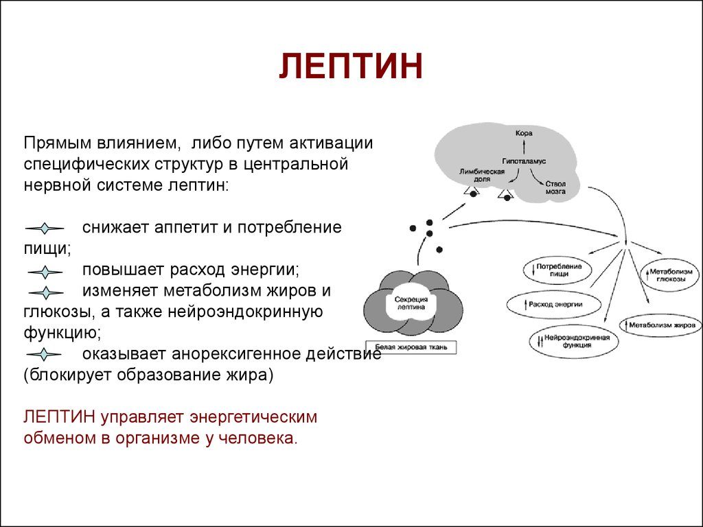 Лептин повышен препарат для снижения. Лептин (гормон) повышен - что это значит? Лептин - гормон насыщения: функции и его роль. Методы лечения повышенного лептина