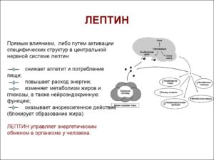 Лептин повышен препарат для снижения. Лептин (гормон) повышен - что это значит? Лептин - гормон насыщения: функции и его роль. Методы лечения повышенного лептина