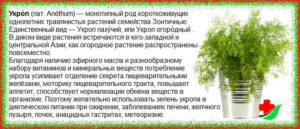 Семя укропа в народной медицине отзывы. Семена укропа. Полезные свойства. Лечение. Применение. Противопоказания. Лосьон для сухих волос