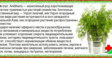 Семя укропа в народной медицине отзывы. Семена укропа. Полезные свойства. Лечение. Применение. Противопоказания. Лосьон для сухих волос