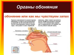 Не чувствую запахов. Нос дышит, но не чувствует запахов: количественные и качественные нарушения. Причины или почему пропало обоняние и вкус