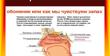 Не чувствую запахов. Нос дышит, но не чувствует запахов: количественные и качественные нарушения. Причины или почему пропало обоняние и вкус