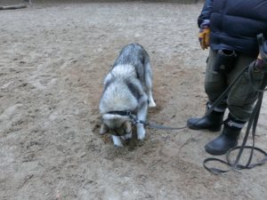 Как отучить собаку рыть ямы во дворе. Собака роет ямы во дворе – как перевоспитать животное Чему собака роет ямы во дворе