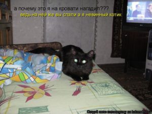 Почему кошка писает на постель? Приметы про кошек Старая кошка гадит на кровать что делать