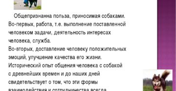 Мультицвет чем полезно собаку. Польза от собаки для человека. Они могут определить рак