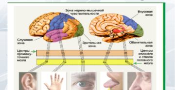 Глаза орган осязания. Сколько основных органов чувств у человека и каковы их основные функции и значение? Органы чувств и головной мозг, нервная система: как взаимосвязаны? Правила гигиены основных органов чувств