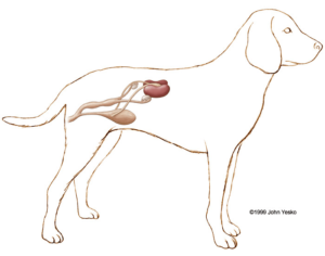 Уроцистит у собак: причины, симптомы, лечение. Мочеполовая система собак