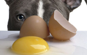 Можно ли давать собакам яйца? Можно ли собаке давать яйца, какие и в каком виде Вареные яйца щенкам