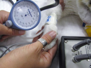 Высокое давление у собак и кошек: причины, симптомы, как измерить. Измерение артериального давления у собак и кошек Повышенное давление у собаки
