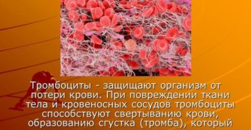 Рекомендуется при большой кровопотере. Обновление крови в организме. Как помочь организму