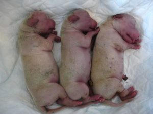 Развитие новорожденных щенков по дням после рождения. Уход за щенками. Период от рождения до трех недель. Что делать после рождения щенков
