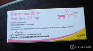 Дозировки и доступная инструкция амоксициллина для собак. Как давать Амоксициллин для собак – инструкция по применению