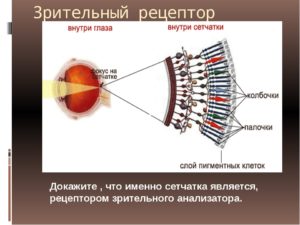 Периферическое зрение упражнения. Периферийное зрение: особенности, нарушения и тренировка. Строение сетчатки глаза: палочки и колбочки