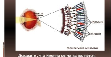 Периферическое зрение упражнения. Периферийное зрение: особенности, нарушения и тренировка. Строение сетчатки глаза: палочки и колбочки