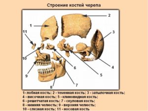 Кости черепа и их соединения. Череп: строение костей головы У человека кости крыши черепа относятся к
